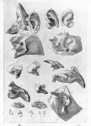 Hieronymi Fabricii ab Aquapendente De visione, voce, auditu / [Fabricius].
