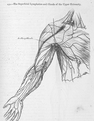 Anatomy, descriptive and surgical / by Henry Gray ; the drawings by H.V. Carter ; the dissections jointly by the author and Dr.Carter.