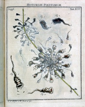 Der monatlich-herausgegebenen Insecten-Belustigung erster [-vierter] Theil [nebst einer zuverlässigen Nachricht von den Lebensumständen des seel. Verfassers ... von C.F.C. Kleemann] In welchem die in sechs Classen eingetheilte Papilionen mit ihrem Ursprung, Verwandlung und allen wunderbaren Eigenschaften, aus eigener Erfahrung beschrieben, ... nach dem Leben abgebildet, vorgestellet werden / von August Johann Rösel, Miniatur, Malern. ; Nebst einer Vorrede, in welcher von dem Nutzen der Insecten gehandelt, was sie seyen gezeiget, und von der Eintheilung derselben Nachricht gegeben wird.