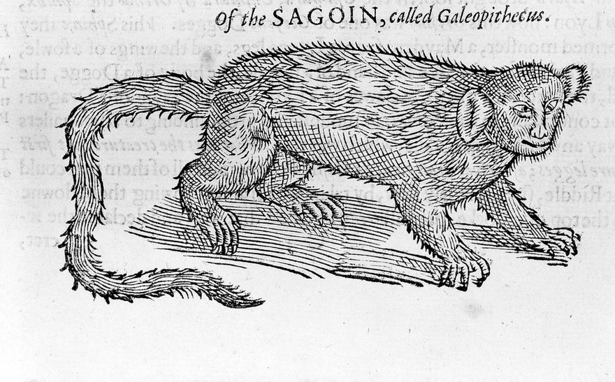 The historie of foure-footed beastes. : Describing the true and liuely figure of euery beast, with a discourse of their seuerall names, conditions, kindes, vertues (both naturall and medicinall) countries of their breed, their loue and hate to mankinde, and the wonderfull worke of God in theircreation, preseruation, and destruction. Necessary for all diuines and students, because the story of euery beast is amplified with narrations out of Scriptures, fathers, phylosophers, physitians, and poets: wherein are declared diuers hyerogliphicks, emblems, epigrams, and other good histories, collected out of all the volumes of Conradus Gesner, and all other writers to this present day / By Edward Topsell.