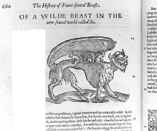 The historie of foure-footed beastes. : Describing the true and liuely figure of euery beast, with a discourse of their seuerall names, conditions, kindes, vertues (both naturall and medicinall) countries of their breed, their loue and hate to mankinde, and the wonderfull worke of God in theircreation, preseruation, and destruction. Necessary for all diuines and students, because the story of euery beast is amplified with narrations out of Scriptures, fathers, phylosophers, physitians, and poets: wherein are declared diuers hyerogliphicks, emblems, epigrams, and other good histories, collected out of all the volumes of Conradus Gesner, and all other writers to this present day / By Edward Topsell.