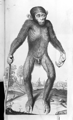 Orang-outang, sive homo sylvestris: or, the anatomy of a pygmie compared with that of a monkey, an ape, and a man. To which is added, a philological essay concerning the pygmies, the cynocephali, the satyrs and spinges of the ancients. Wherein it will appear that they are all either apes or monkeys, and not men, as formerly pretended / By Edward Tyson.