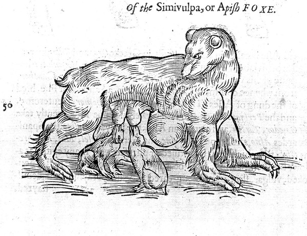 The historie of foure-footed beastes. : Describing the true and liuely figure of euery beast, with a discourse of their seuerall names, conditions, kindes, vertues (both naturall and medicinall) countries of their breed, their loue and hate to mankinde, and the wonderfull worke of God in theircreation, preseruation, and destruction. Necessary for all diuines and students, because the story of euery beast is amplified with narrations out of Scriptures, fathers, phylosophers, physitians, and poets: wherein are declared diuers hyerogliphicks, emblems, epigrams, and other good histories, collected out of all the volumes of Conradus Gesner, and all other writers to this present day / By Edward Topsell.