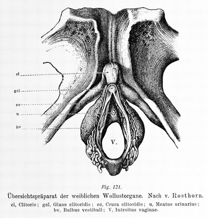 Entwickelungsgeschichte und Anatomie des weiblichen Genitalapparates : zwanzig Vorlesungen / von Heinrich Bayer.