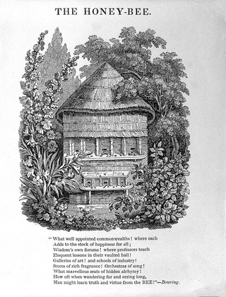 The honey-bee; its natural history, physiology and management / By Edward Bevan.
