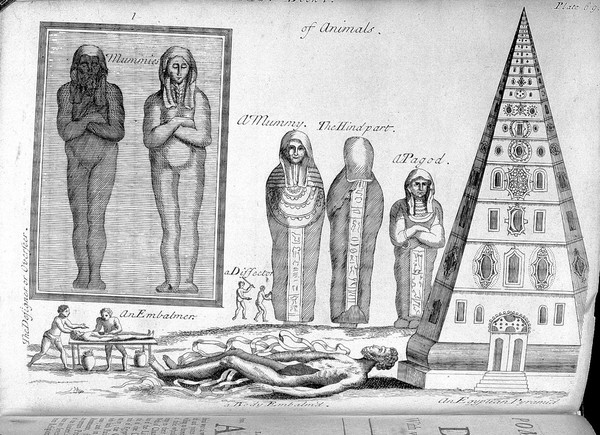 A compleat history of druggs divided into three classes, vegetable, animal and mineral : with their use in physick, chymistry, pharmacy, and several other arts, illustrated ... / written by Monsieur Pomet ; to which is added what is further observable on the same subject from Messrs. Lemery, and Tournefort ... Done into English from the originals [by Joseph Browne].