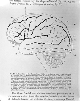 The Functions of the brain / by David Ferrier.