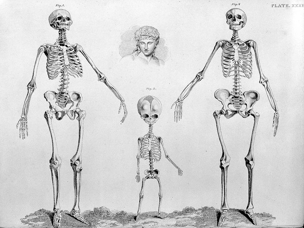 The anatomy of the bones of the human body; represented in a series of engravings, copied from the elegent tables of Sue and Albinus / By Edward Mitchell, engraver ... With explanatory references, by the late John Barclay.