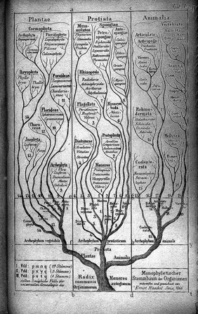 Generelle Morphologie der Organismen : allgemeine Grundzüge der organischen Formen-Wissenschaft, mechanisch begründet durch die von Charles Darwin reformirte Descendenztheorie / von Ernst Haeckel.