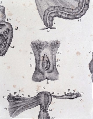 Systematized anatomy, or Human organography : in synoptical tables, with numerous plates. For the use of universities, faculties and schools of medicine and surgery, academies of painting, sculpture, and the Royal Colleges / By J. Sarlandière ; translated from the French by W.C. Roberts.