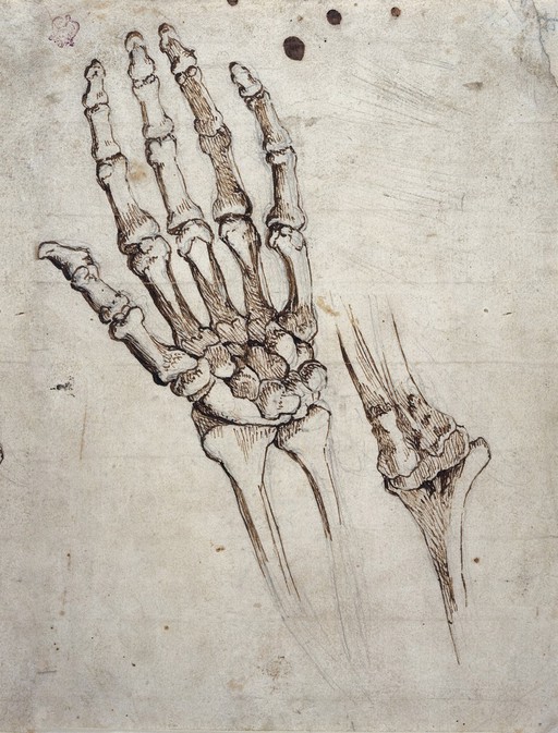 Bones of the human hand and wrist, and of the elbow joint