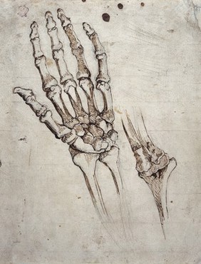 Bones of the human hand and wrist, and of the elbow joint (recto); head of a man (verso). Drawing by a draftsman of the school of Michelangelo.