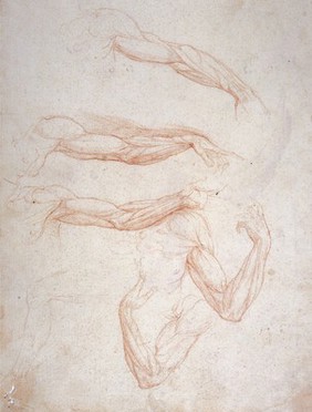 Muscles and bones of the arm and forearm. Chalk drawing attributed to Giovanni Ambrogio Figino.