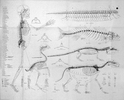 On the archetype and homologies of the vertebrate skeleton / [Richard Owen].