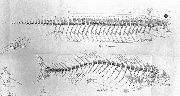 On the archetype and homologies of the vertebrate skeleton / [Richard Owen].
