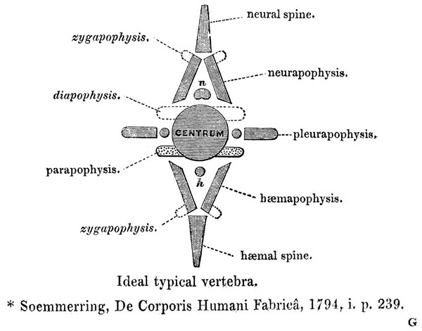 On the archetype and homologies of the vertebrate skeleton / [Richard Owen].
