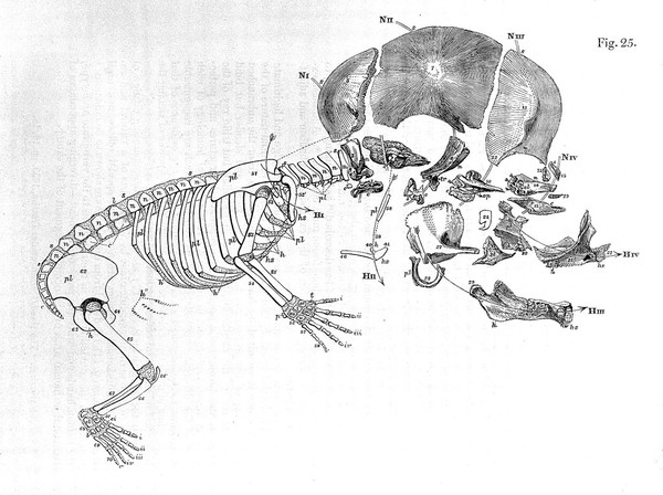 On the archetype and homologies of the vertebrate skeleton / [Richard Owen].