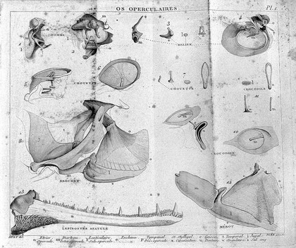 Philosophie anatomique. Des organes respiratoires sous le rapport de la détermination et de l'idendité de leurs pièces osseuses. Avec figures des 116 nouvelles préparations d'anatomie / Par m. le Chevalier Geoffroy-Saint-Hilaire.