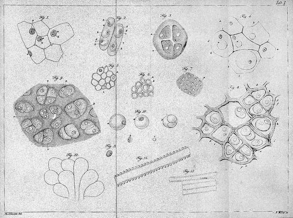 Mikroskopische Untersuchungen über die Uebereinstimmung in der Struktur und dem Wachsthum der Thiere und Pflanzen / Von Th. Schwann. Mit vier Kupfertafeln.