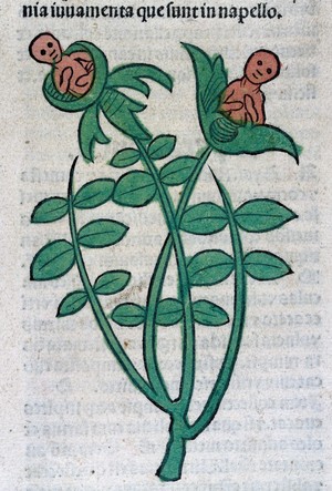 view A plant with two children growing out of the buds., woodcut,