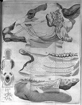 Nicolai Stenonis Observationes anatomicae, quibus varia oris, oculorum, et narcium vasa describuntur, novique salivae, lacrymarum et muci fontes deteguntur, et novum nobilissimi Bilsii de lymphae motu et usu commentum examinatur et rejicitur / [Nicolaus Steno].