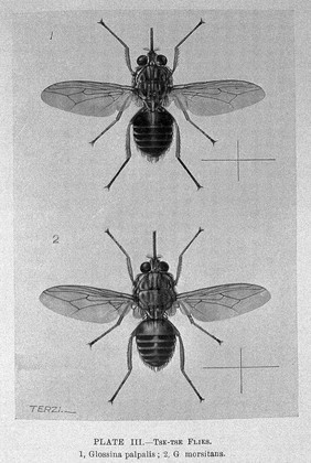 Patrick Manson, Tropical Diseases, drawings of Tse-Tse Fly.