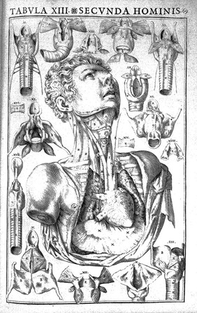 Julii Casserii Placentini ... De vocis auditusque organis historia anatomica singulari fide methodo ac industria concinnata tractatibus duobus explicata ac variis iconibus aere excusis illustrata / [Giulio Cesare Casseri].