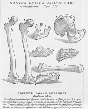 Andreae Vesalii Bruxellensis, scholae medicorum Patauinae professoris De humani corporis fabrica libri septem.