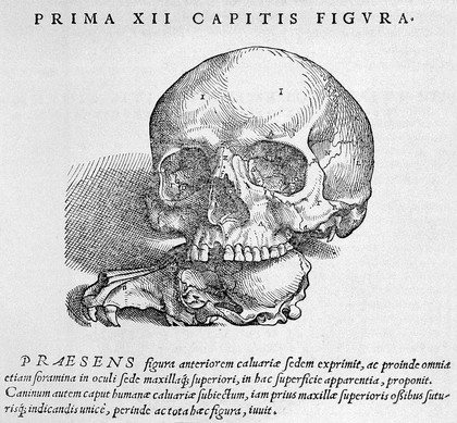 Andreae Vesalii Bruxellensis, scholae medicorum Patauinae professoris De humani corporis fabrica libri septem.