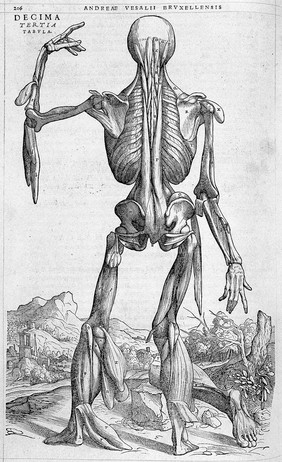 Andreae Vesalii Bruxellensis, scholae medicorum Patauinae professoris De humani corporis fabrica libri septem.