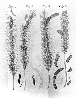 A dissertation on the natural history and medicinal effects of the secale cornutum, or ergot / By Oliver Prescott. Read at the annual meeting of the Massachusetts Medical Society, June 2, 1813.