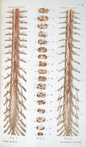 J. M. Charcot, Diseases of the nervous syste