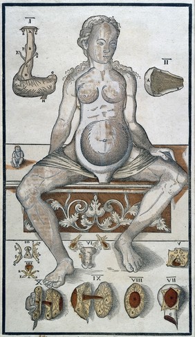 Anatomical fugitive sheet,female