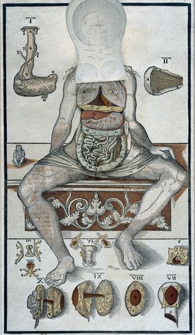 Anatomical fugitive sheet, female