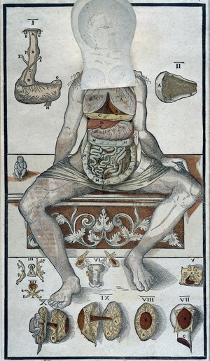 view Anatomical fugitive sheet, female