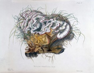 view Illustrations of British Mycology.