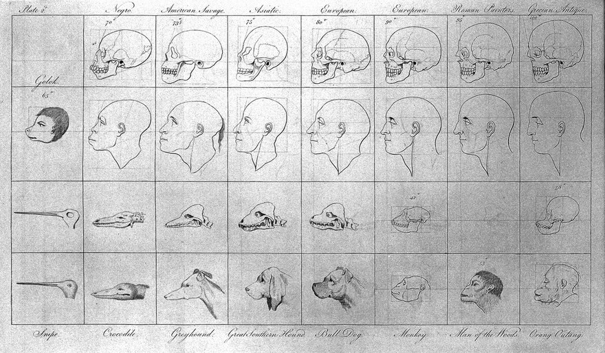 An account of the regular gradation in man, and in different animals and vegetables; and from the former to the latter / By Charles White.