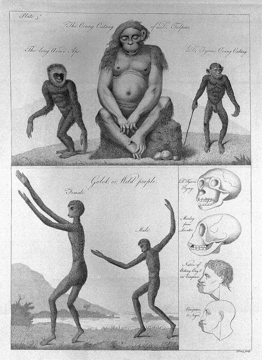 The orang outang of Dr. Tulpius & other apes