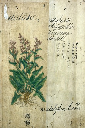 Japanese herbal, 17th century