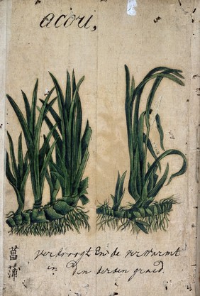 Japanese herbal, 17th century