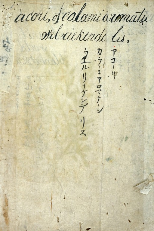 Japanese herbal, 17th century