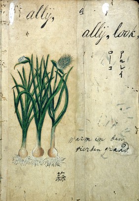 Japanese herbal, 17th century