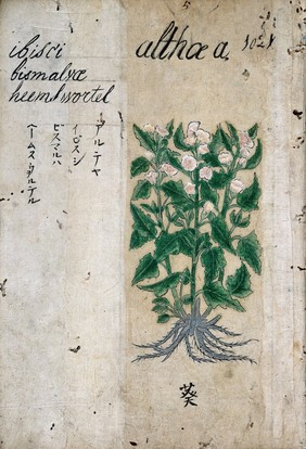 Japanese herbal, 17th century