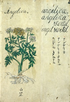 Japanese Herbal, 17th century