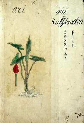 Japanese Herbal, 17th century