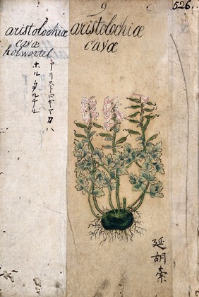 Japanese herbal, 17th century