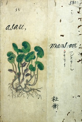 Japanese Herbal, 17th century