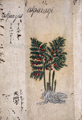 Japanese Herbal, 17th century