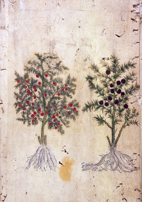 Japanese Herbal, 17th century