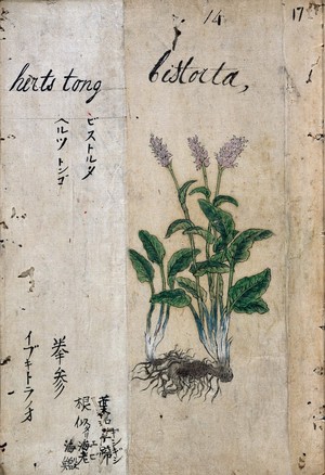 view Japanese Herbal, 17th century